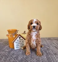 Cookie, a male Cavapoo for sale in Louisville, KY – 2 of 5