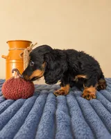 Ganon, a male Miniature Dachshund for sale in Louisville, KY – 6 of 6