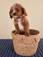 Newman, a male Cavapoo for sale in Louisville, KY – 4 of 5