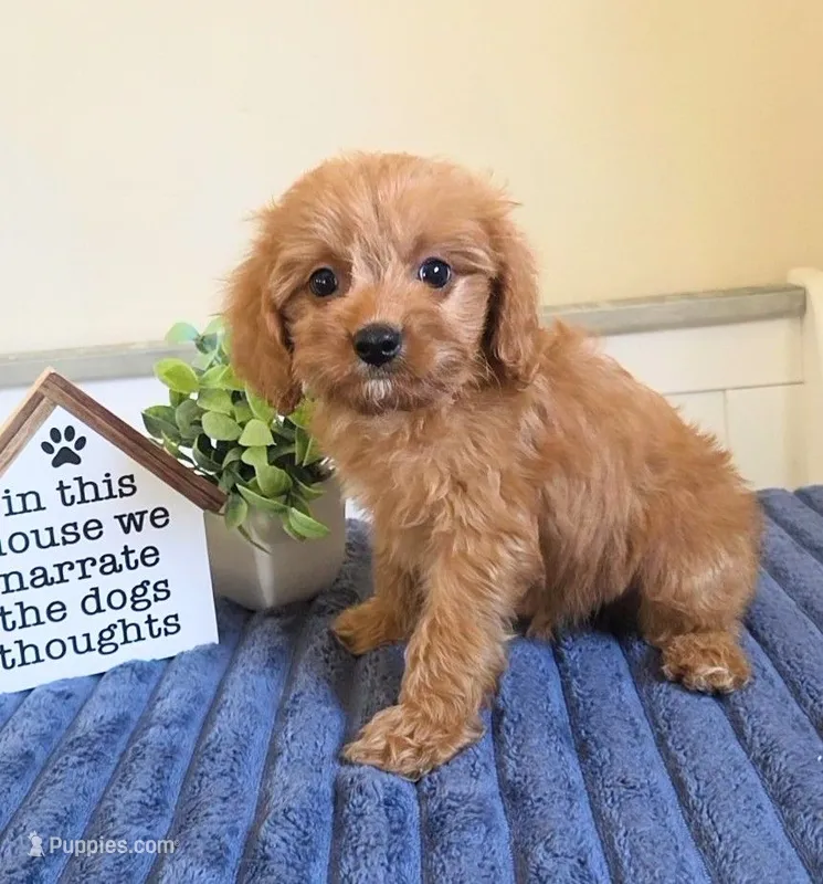Cash – Cavapoo puppy for sale in Louisville, KY