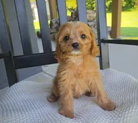Sir Butters, a male Cavapoo for sale in Louisville, KY – 2 of 6