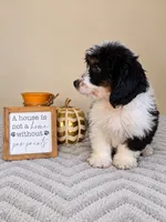Patch, a male Bernedoodle for sale in Louisville, KY – 3 of 4