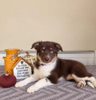 Maisie, a female Australian Shepherd for sale in Louisville, KY – 2 of 3