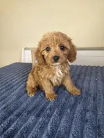 Bennett, a male Cavapoo for sale in Louisville, KY – 5 of 5