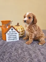 Cookie, a male Cavapoo for sale in Louisville, KY – 3 of 5
