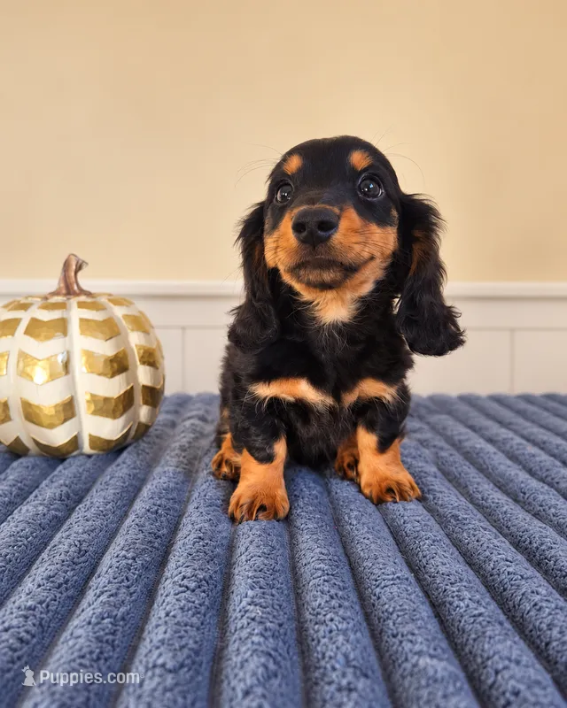 Link, a male Miniature Dachshund for sale in Louisville, KY – 1 of 5
