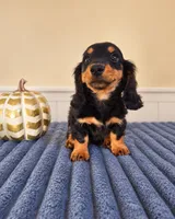 Link, a male Miniature Dachshund for sale in Louisville, KY – 1 of 5