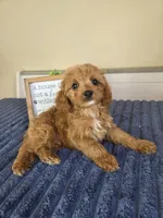 Bennett, a male Cavapoo for sale in Louisville, KY – 3 of 4
