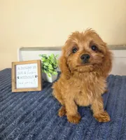 Clark, a male Cavapoo for sale in Louisville, KY – 2 of 7
