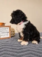 Milano, a female Bernedoodle for sale in Louisville, KY – 2 of 3