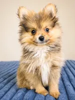Porter, a male Pomeranian for sale in Louisville, KY – 4 of 4