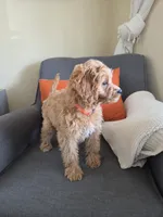 Gilmore, a male Cavapoo for sale in Louisville, KY – 2 of 3