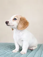 Dash, a male Miniature Dachshund for sale in Louisville, KY – 2 of 4
