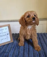 Cash, a male Cavapoo for sale in Louisville, KY – 3 of 5
