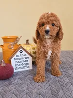 Penny , a female Cavapoo for sale in Louisville, KY – 1 of 3