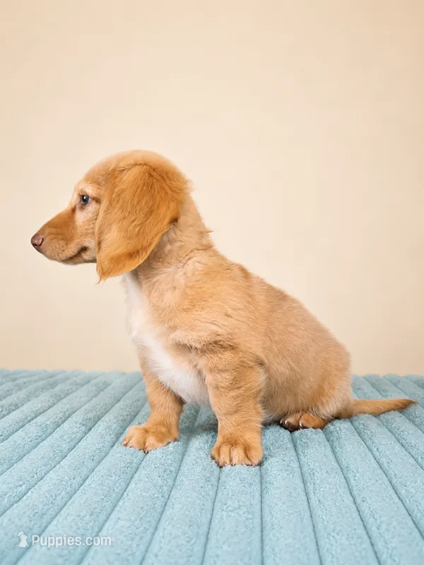 Dexter – Miniature Dachshund puppy for sale in Louisville, KY