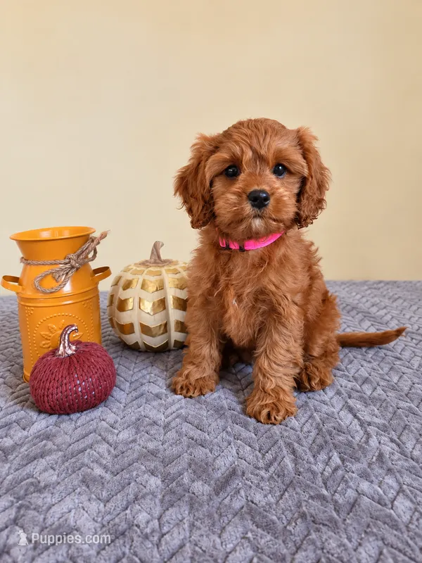 Lorelai – Cavapoo puppy for sale in Louisville, KY