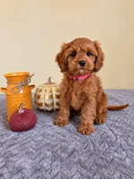 Lorelai, a female Cavapoo for sale in Louisville, KY – 1 of 3