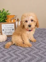 Tilly, a male Miniature Goldendoodle for sale in Louisville, KY – 2 of 3