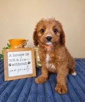 George, a male Cavapoo for sale in Louisville, KY – 3 of 3