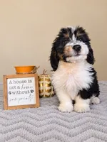 Patch, a male Bernedoodle for sale in Louisville, KY – 4 of 4