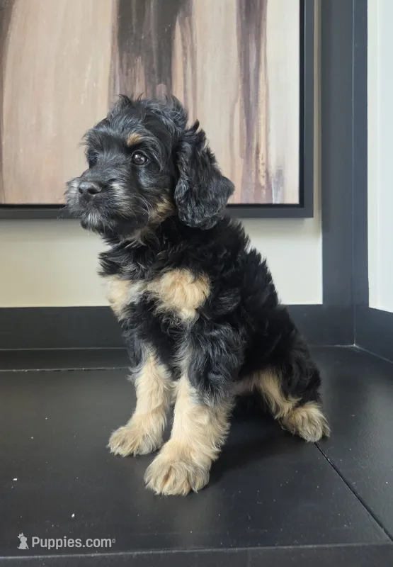 Bernie – Miniature Bernedoodle puppy for sale in Louisville, KY