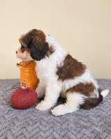 Millie, a female Cavapoo for sale in Louisville, KY – 3 of 3