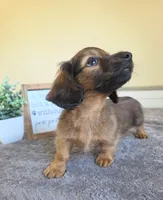 Nutmeg- AKC , a male Miniature Dachshund for sale in Louisville, KY – 2 of 6