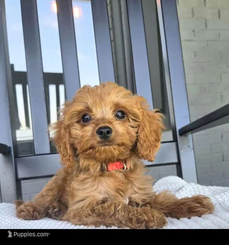 Clark – Cavapoo puppy for sale in Louisville, KY