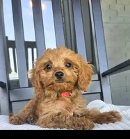 Clark, a male Cavapoo for sale in Louisville, KY – 1 of 4