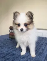 Piper, a female Pomeranian for sale in Louisville, KY – 4 of 4