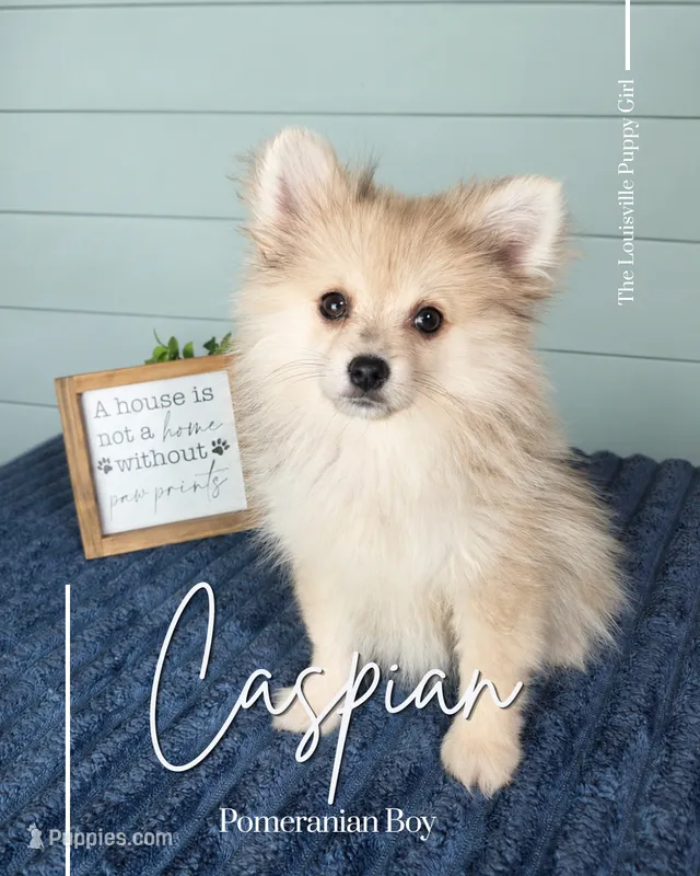 Caspian – Pomeranian puppy for sale in Louisville, KY