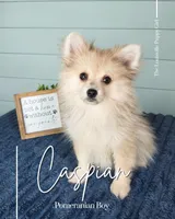 Caspian, a male Pomeranian for sale in Louisville, KY – 1 of 4