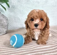Chestnut, a male Cavapoo for sale in Louisville, KY – 2 of 2
