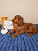Jerry, a male Cavapoo for sale in Louisville, KY – 2 of 6