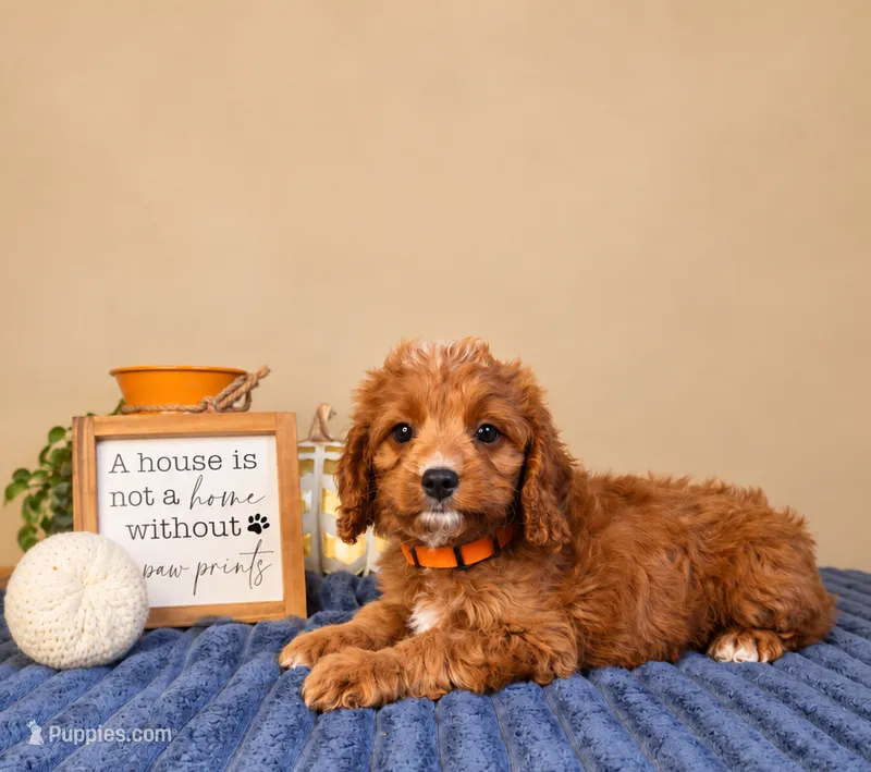 George – Cavapoo puppy for sale in Louisville, KY