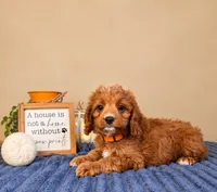 George, a male Cavapoo for sale in Louisville, KY – 1 of 3