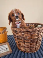Newman, a male Cavapoo for sale in Louisville, KY – 5 of 5