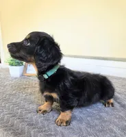Chai- AKC, a female Miniature Dachshund for sale in Louisville, KY – 2 of 6