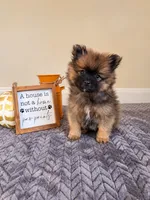 Bruno , a male Pomeranian for sale in Louisville, KY – 3 of 3