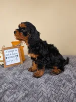 Ruger, a male Cavapoo for sale in Louisville, KY – 3 of 4