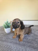 Nutmeg- AKC , a male Miniature Dachshund for sale in Louisville, KY – 4 of 6