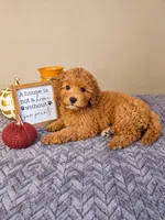Jack, a male Cavapoo for sale in Louisville, KY – 2 of 3