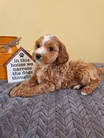 Cookie, a male Cavapoo for sale in Louisville, KY – 5 of 5