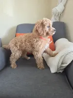 Gilmore, a male Cavapoo for sale in Louisville, KY – 2 of 3