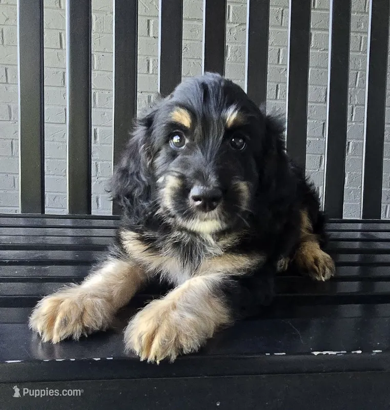 Benny – Miniature Bernedoodle puppy for sale in Louisville, KY