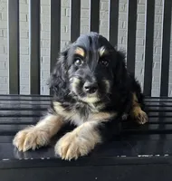 Benny, a male Miniature Bernedoodle for sale in Louisville, KY – 1 of 4