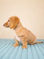 Dexter, a male Miniature Dachshund for sale in Louisville, KY – 2 of 3