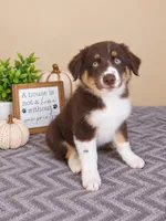 Remy, a male Australian Shepherd for sale in Louisville, KY – 3 of 4