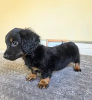 Mocha- AKC, a male Miniature Dachshund for sale in Louisville, KY – 2 of 7